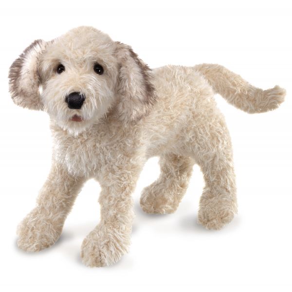 Labradoodle