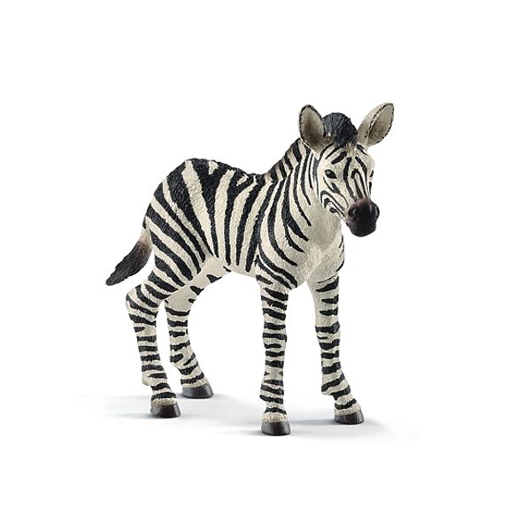 Zebra Fohlen